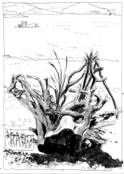 bg_from_life_04_driftwood_stump_2